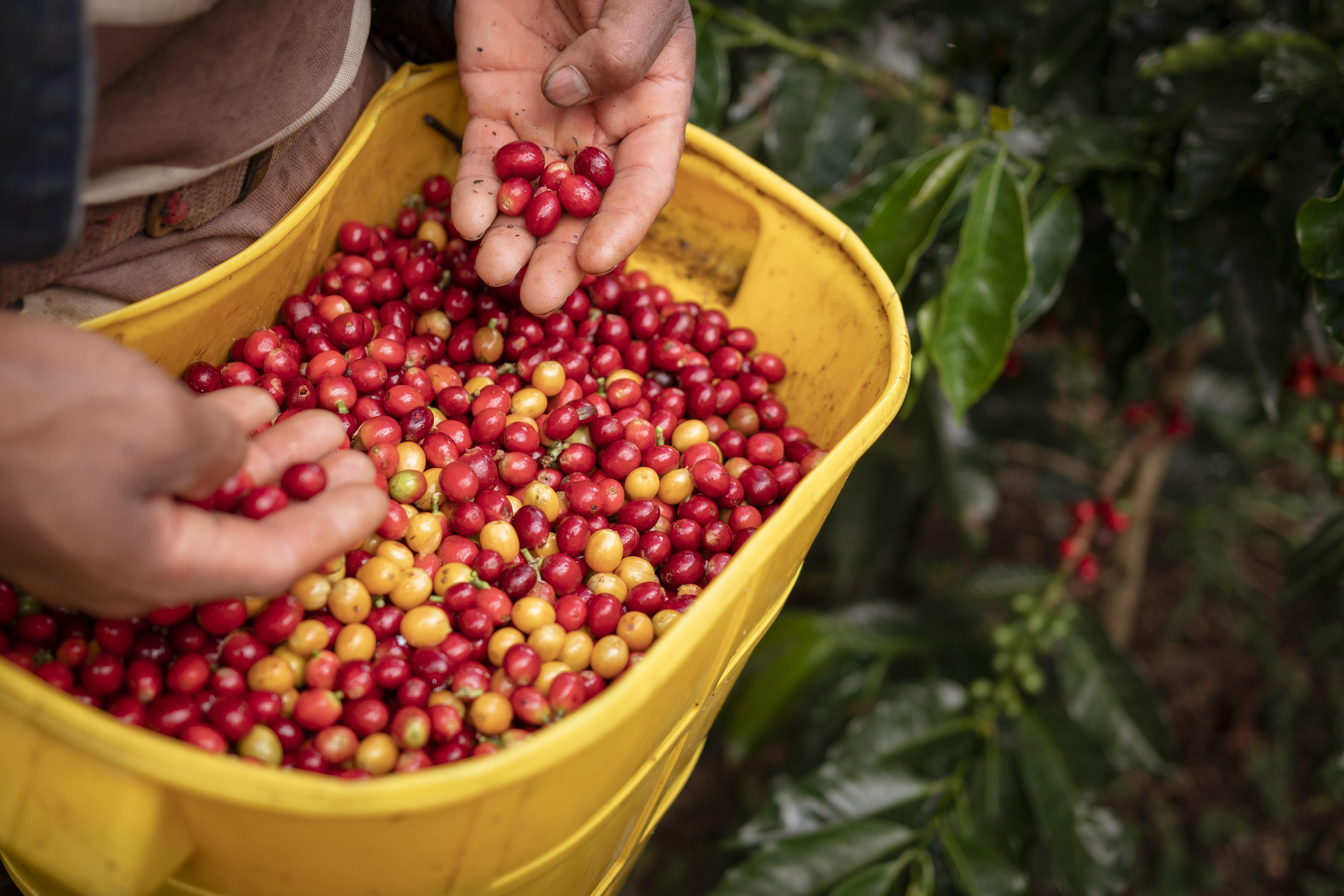 Coffee harvest Colombia Antioquia